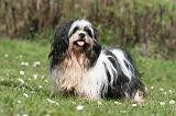 LHASSA APSO 310